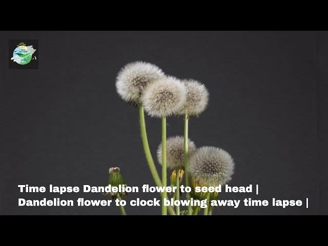 Time lapse Dandelion flower to seed head | Dandelion flower to clock blowing away time lapse |