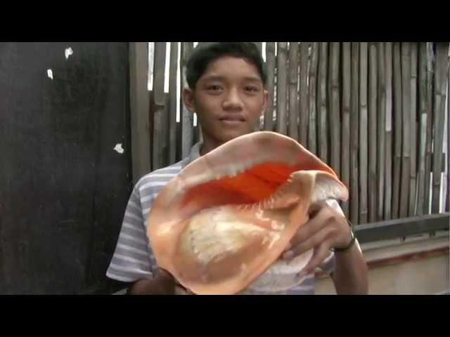 GIANT CONCH SHELL DISCOVERED IN CEBU, PHILIPPINES