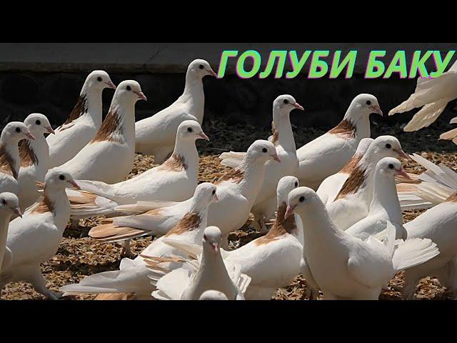 Бакинские Широкохвостые голуби Кулиева Ильхама в Баку!