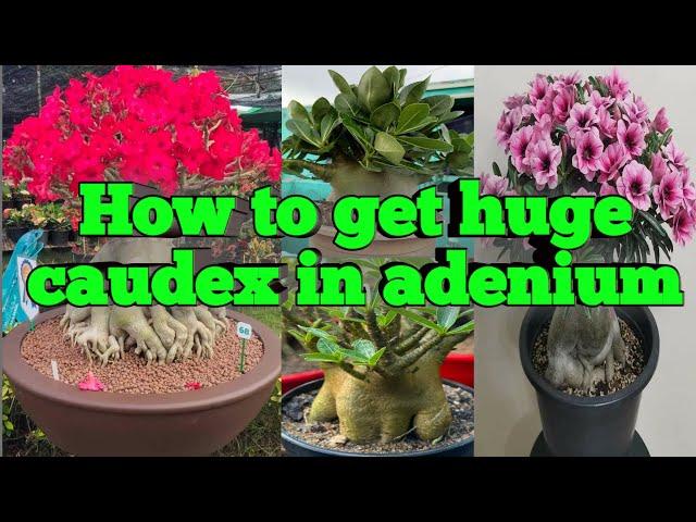 How to get huge caudex in Adenium?