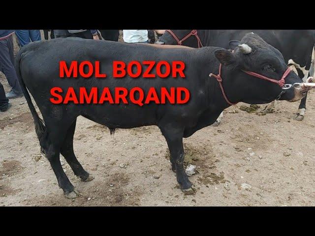 MOL BOZOR SAMARQAND, URGUT MOL BOZORI, BUQALAR NARXLARI,