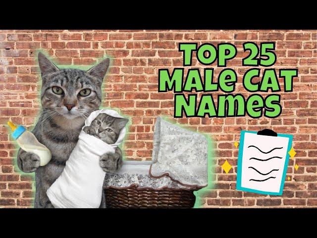 Top 25 Most Popular Male Cat Names