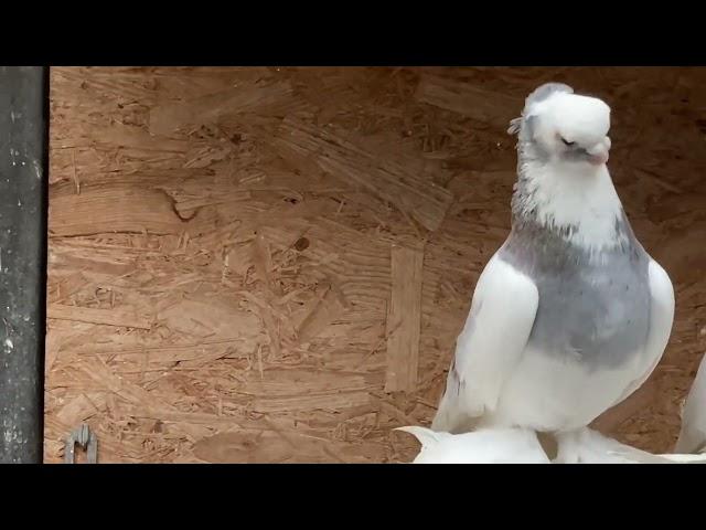 Usbekische Tauben/Uzbek Pigeons/Узбекские голуби.