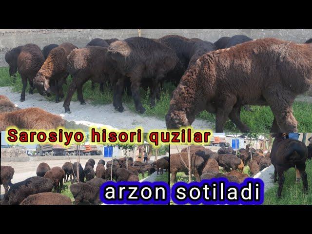 Tozza hisori quzi quchqorlar sotiladi ️99-862-20-16 ️91-117-98-98