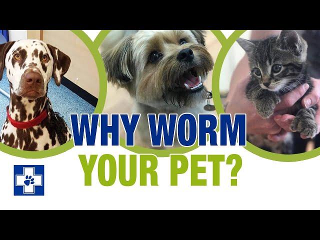 Why should I worm my cat or dog?