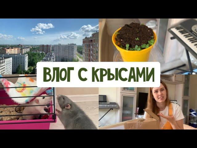 VLOG: РАСПАКОВКА ИЗ ЗООМАГАЗИНА | КРЫСЫ СТАЛИ ДРАТЬСЯ | ПОКУПКИ В FIXPRICE