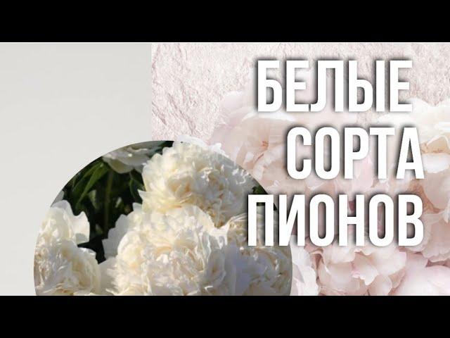 Обзор белых сортов пионов