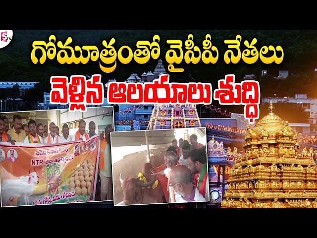 గోమూత్రంతో ఆలయాలు శుద్ధి..| Latest Telugu News | Tirupati Laddu Controversy | AP Live @sumantvlive