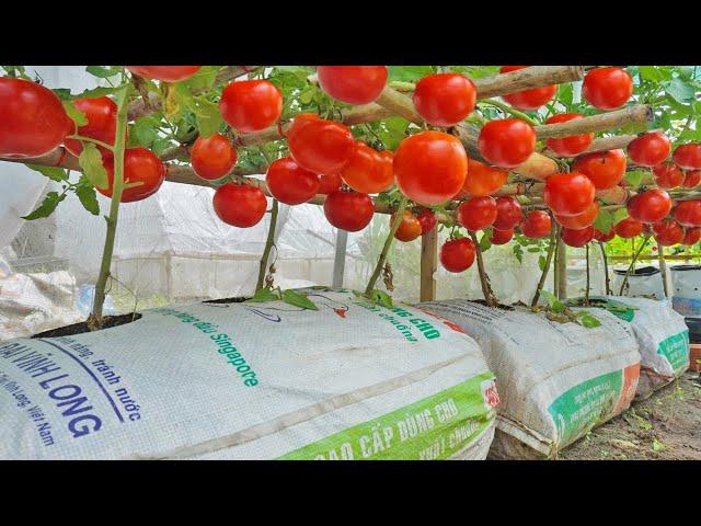 Grow tomatoes for your family with this method, you won't have to buy tomatoes anymore