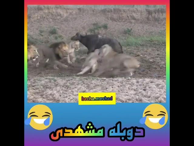 (انسانیت در شیرها) البته با لهجه مشهدی
