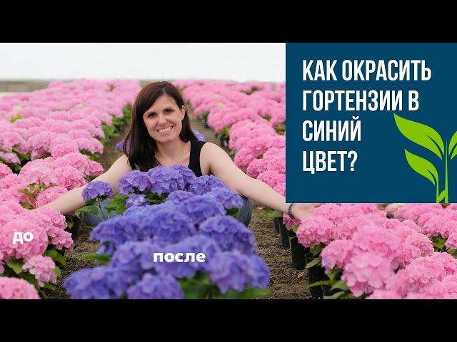 Гортензии. Как окрасить в синий цвет?