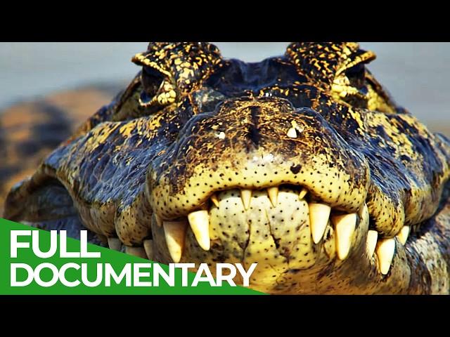 Wild Colombia | Part 2: Nature's Treasure Trove | Free Documentary Nature