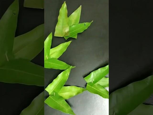 Flower platter decoration idea #shorts  #shortvideos #flowerdecoration #festivedecor