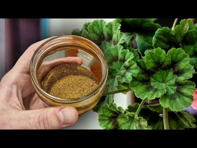 Geranium leaves will turn green. Here is a simple Pelargonium Remedy!