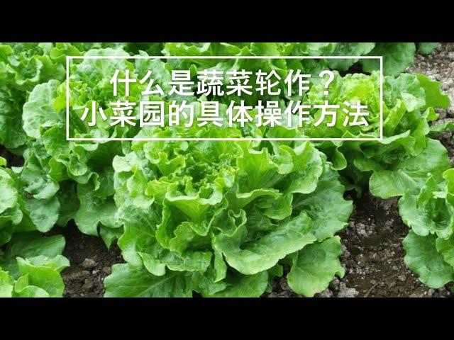 【种菜小知识】什么是蔬菜轮作？小菜园的具体操作方法