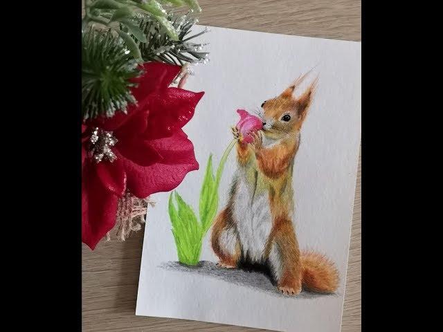 Как нарисовать белочку цветными карандашами. How to draw a realistic squirrel with colored pencils.