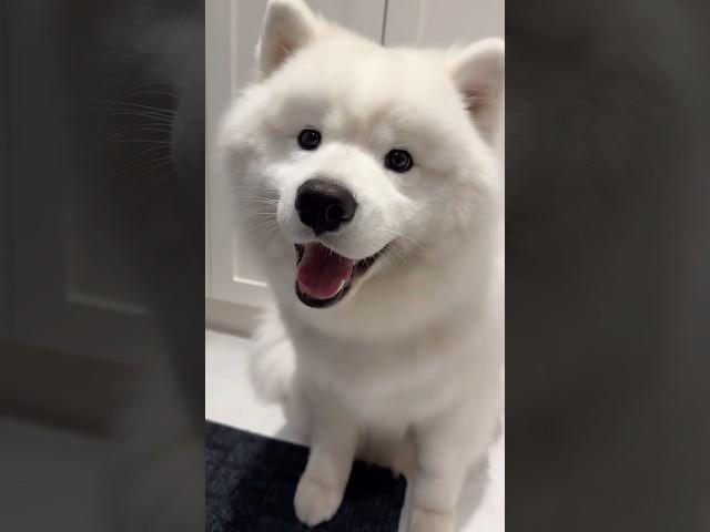 Lookin’ sharp after my groomin’‍️ #samoyedpuppy #samoyed #fypシ゚viral #samoyeddog