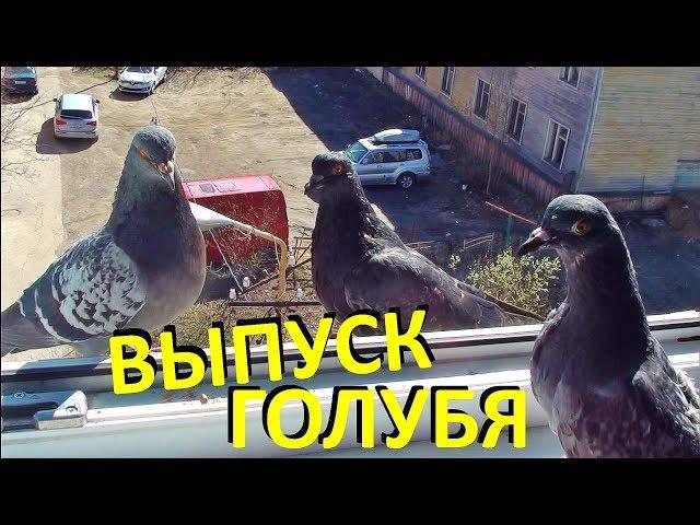 Выпуск голубя