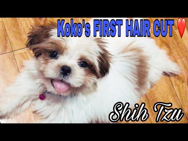 Koko the Shih Tzu - First Hair Cut ️ + GIVEAWAY WINNER