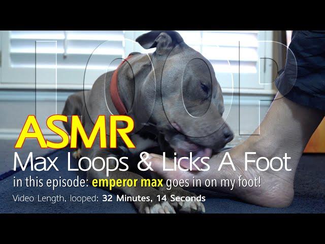 Max Loops | 30 Minutes of Licking | ASMR DOG LICKING | No Talking