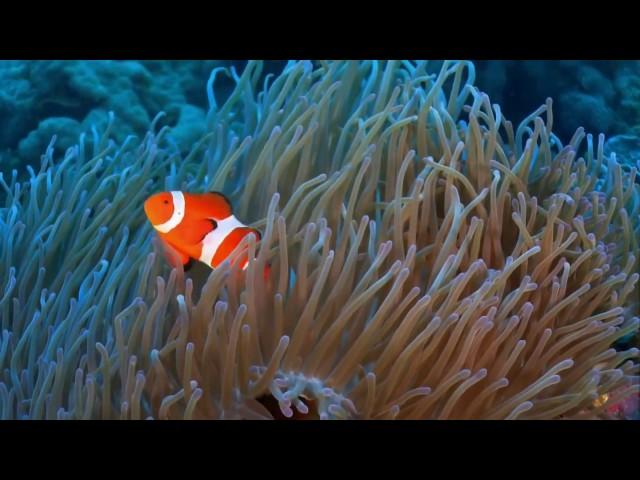 Wonderful underwater world  part One- Asia  Cudowny podwodny świat część1 -Azja