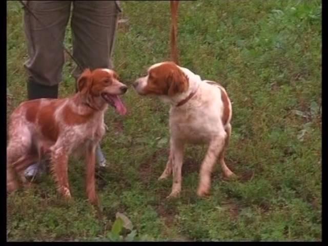 The Brittany Spaniel - Pet Dog Documentary English