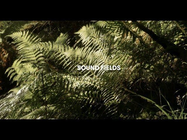 Sound Fields: Adventures in contemporary field recording