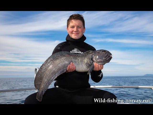 Морская рыбалка в Норвегии.Зубатка.Wild Fishing Norway