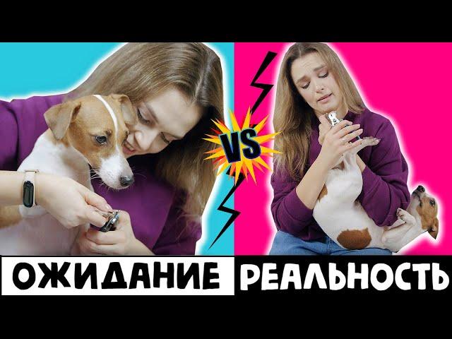 ЖИЗНЬ С СОБАКОЙ | ОЖИДАНИЕ VS РЕАЛЬНОСТЬ