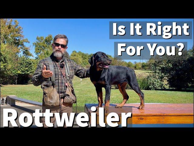 Rottweiler | Is It Right For You?