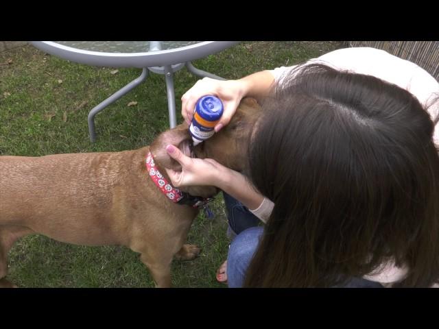 Dr. Pol Loves Vetericyn Eye and Ear Care Products