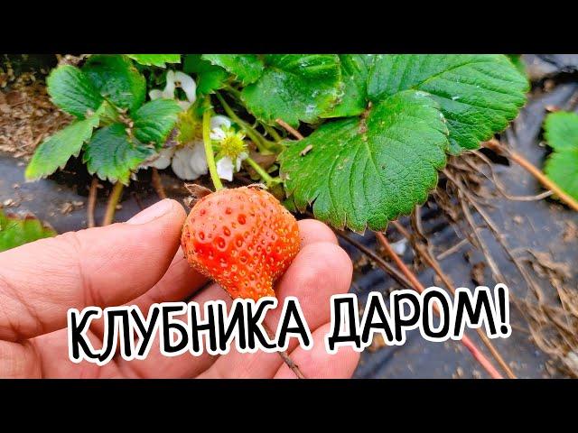 СПЕШИ ЗАБРАТЬ саженцы клубники? БЕСПЛАТНО‼️Отличная РАССАДА клубники!