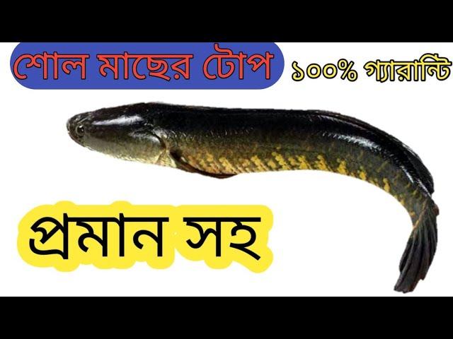 শোল মাছ ধরার টোপ বানানো পদ্ধতি || ১০০% গ্যারান্টি || প্রমাণ সহ || togor fishing