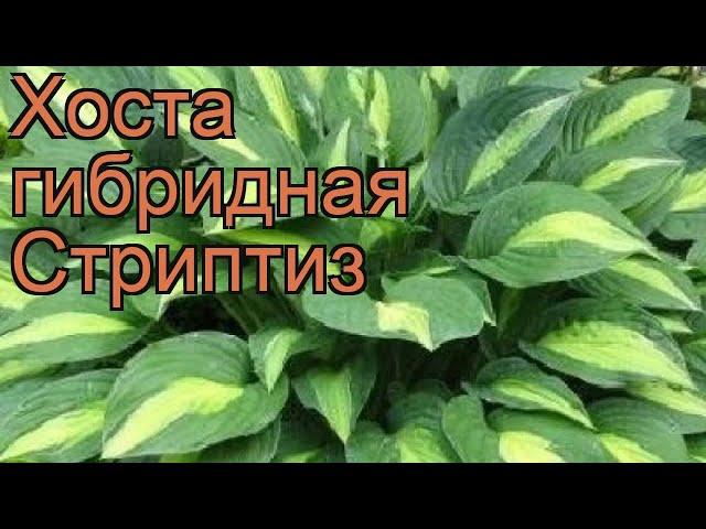 Хоста гибридная Стриптиз (hosta striptease)  Стриптиз обзор: как сажать, рассада хосты Стриптиз