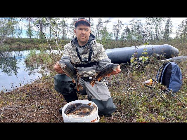 Сходили на одно из любимых озёр погоняли окуней с щурятами.