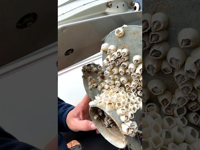 Не можешь подойти — дотянись. Морские жёлуди