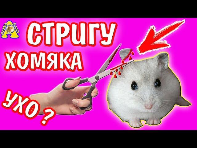 КАК ПОДСТРИЧЬ ХОМЯКА ПРАВИЛЬНО? / ЧТО-ТО ПОШЛО НЕ ТАК! / УХО? / ХОМЯК / ИЗИ / ДРУЖКО ШОУ / АЛИСА ИЗИ