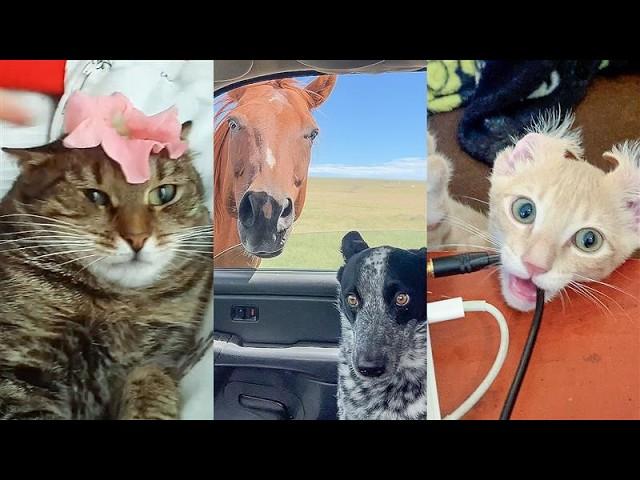 FUNNY FACES!   | Cute Cat and Dog Videos