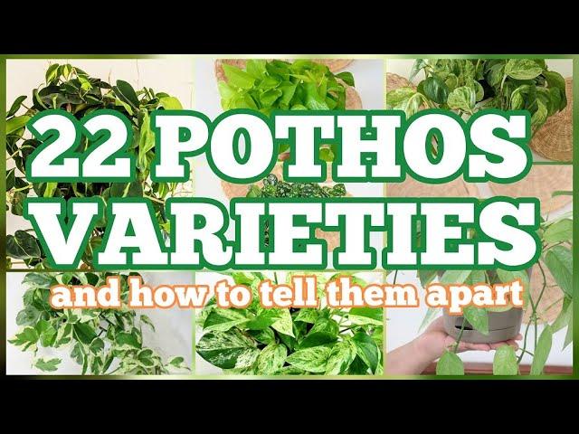 22 POTHOS VARIETIES and how to tell them apart | ultimate guide to pothos part 1