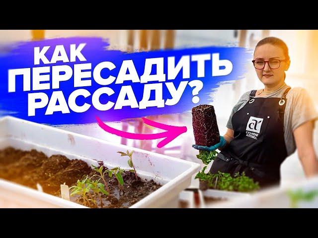 ПИКИРОВКА ЛЮБОЙ РАССАДЫ - ПРОСТО!