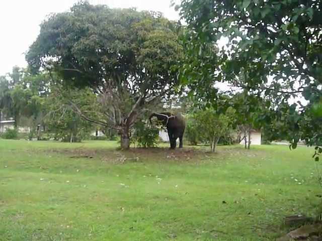 Elephant shaking Mango tree in Yenzi near Gamba