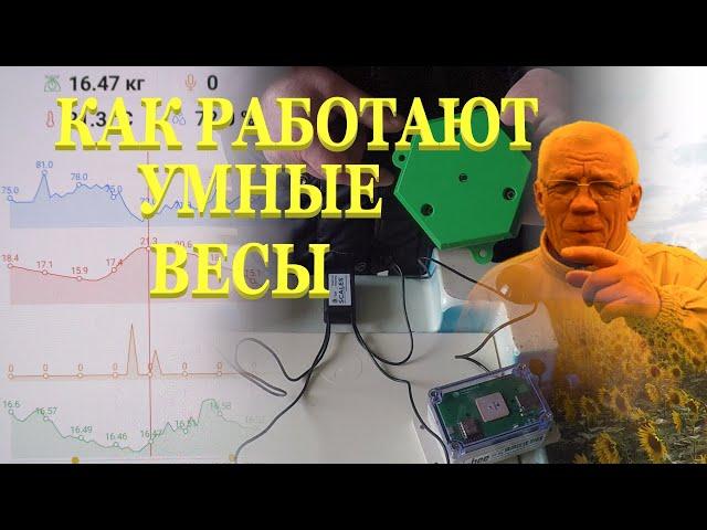 Весы для пасеки Весы для пчеловод Что увидит пчеловод