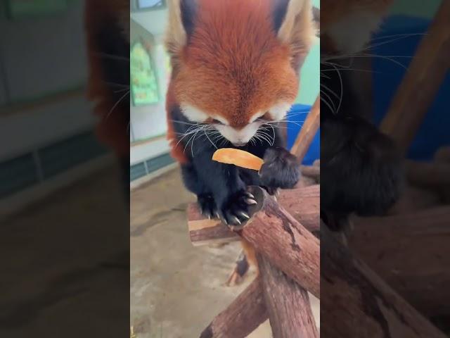 WOW!!! adorable red panda #amsr #foryou #ailurusfulgens #redpanda #fpy #zoo #cute