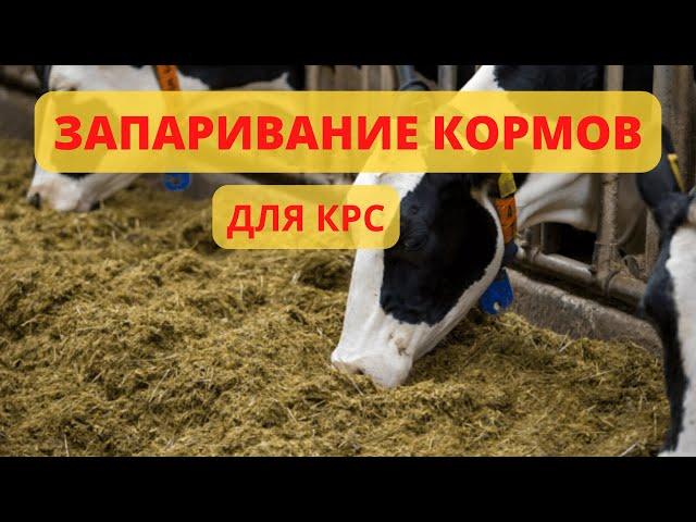 Запаривание корма для КРС