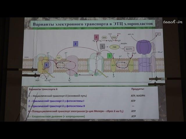 Константинова С.В. - Физиология и биохимия растений - 8. Темновая фаза фотосинтеза