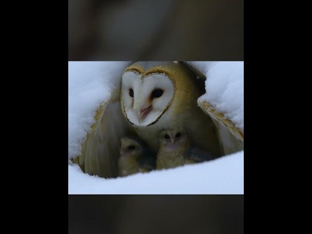 adorable mother owl shields babies from snow! #ai #shorts #cute