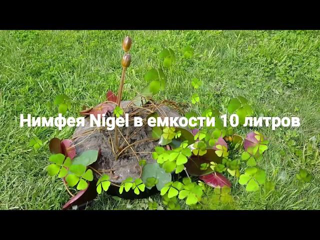 Нимфея, кувшинка Nigel в емкости 10 л. от 17.05.18 г. Продажа взрослых нимфей в контейнерах