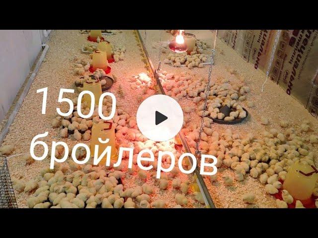 бройлер 1500 шт,выращивание бройлеров,бройлер как бизнес