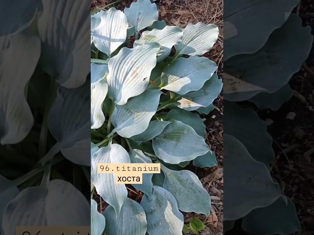 96. titanium хоста #хоста #hosta
