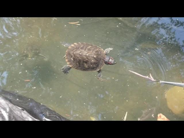 Красноухие черепахи на даче, новый водоем, кормление и развлечение.